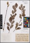 Foto von Salix cinerea L. x Salix purpurea L.